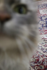 Isfahan | Blue | 5525-301330